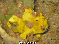 Frog Fish on a night dive by Lin Dysinger 